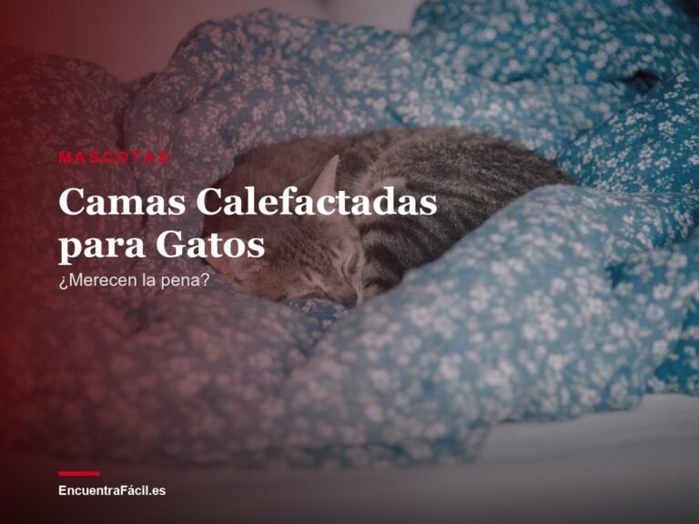 Camas Calefactadas para Gatos: ¿Merecen la Pena en Invierno?